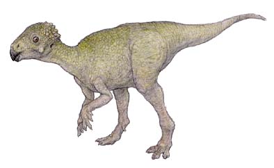 チャオヤングサウルス